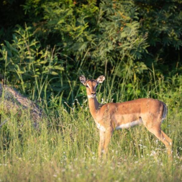 Wild spotten op de Veluwe tijdens een bijzondere fietsroute